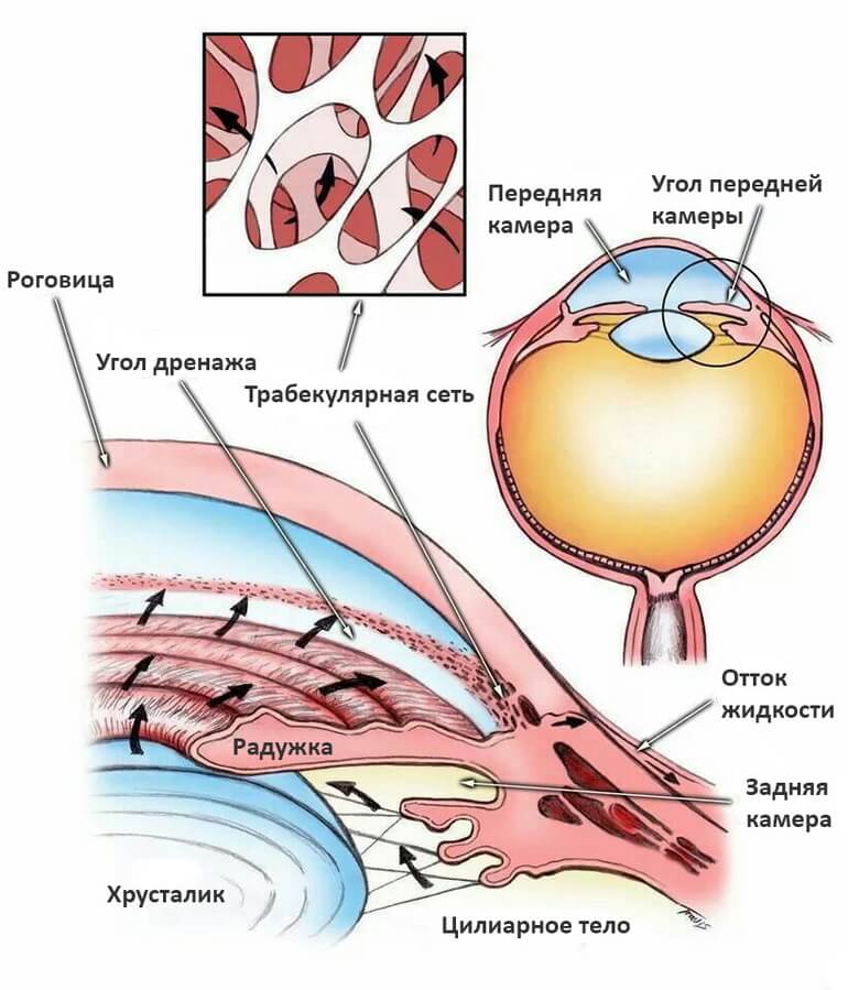 Глаукома - анатомия
