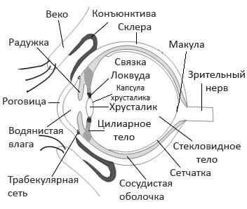 Строение глаза