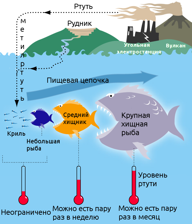 Метилртуть в рыбе