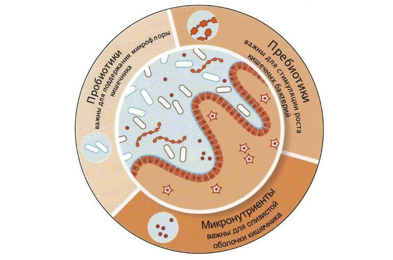 Микрофлора кишечника