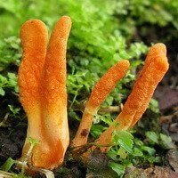 Cordyceps sinensis