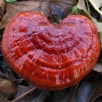 Ganoderma lucidum