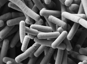 Lactobacillus Johnsonii Lactobacillus Johnsonii