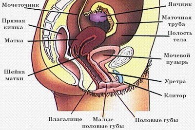 Мочеполовая система женщины