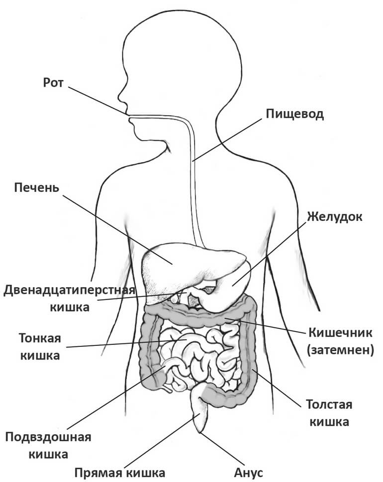 Желудочно-кишечный тракт (ЖКТ) ребенка