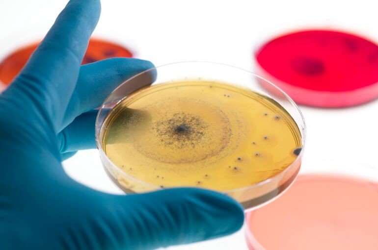 5 полезных бактерий, обитающих в наших организмах