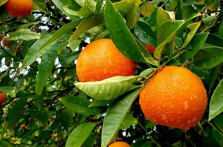 Польза апельсинов для организма человека