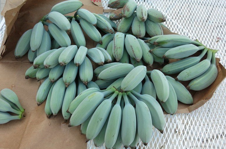 Бананы Голубая Ява: пищевая ценность, польза и вред
