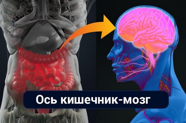 Связь кишечник-мозг: как это работает, роль питания