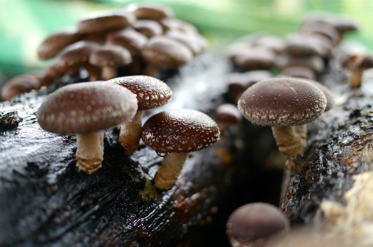 Польза гриба шиитаке для здоровья