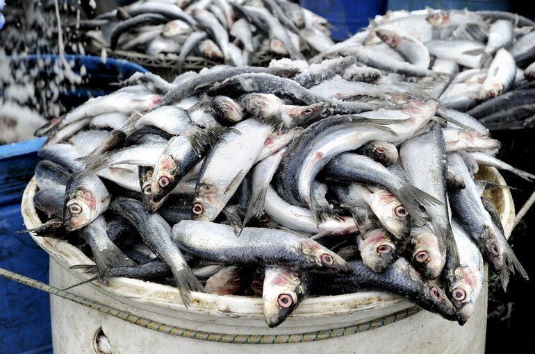Пластик в морепродуктах: все что вам нужно знать