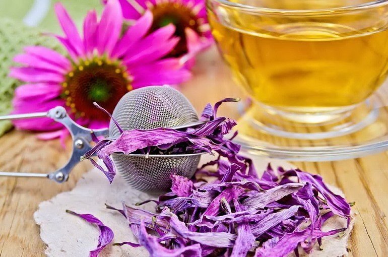 Чай с эхинацеей: польза, применение, эффективность, преимущества