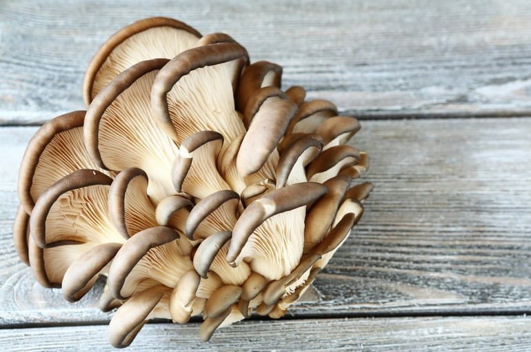 8 Впечатляющих полезных свойств грибов вешенка