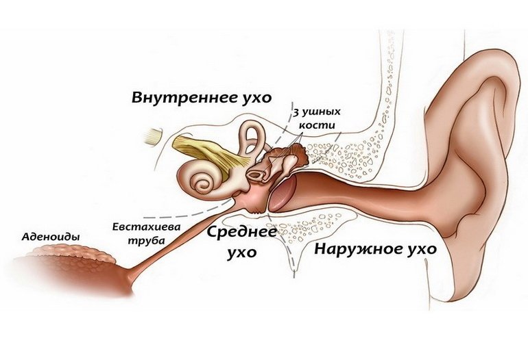 Строение уха