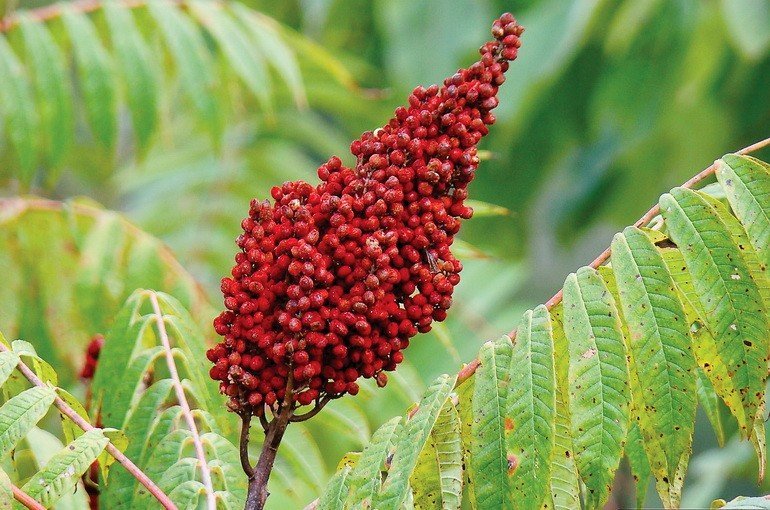 Сумах вред. Сумах дубильный (Rhus coriaria. Сумах уксусный Rhus typhina. Сумах оленерогий. Сумах,Сумак цветок.