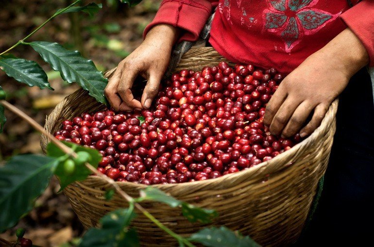 Что такое кофейный фрукт (кофейная ягода) и чем он полезен?