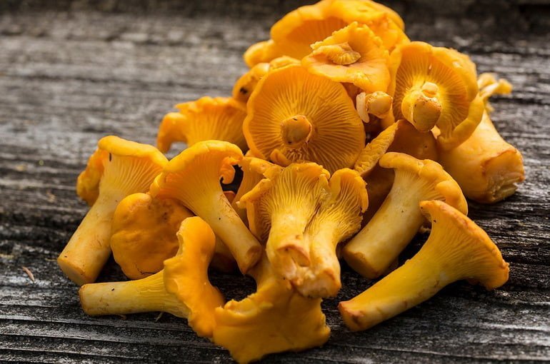 Чем полезны грибы лисички? Польза и вред для здоровья