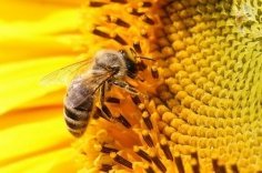 Три продукта пчеловодства способных значительно улучшить качество здоровья