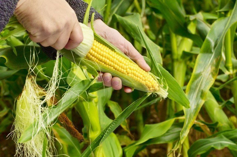 ГМО: плюсы и минусы (на основе научных исследований)
