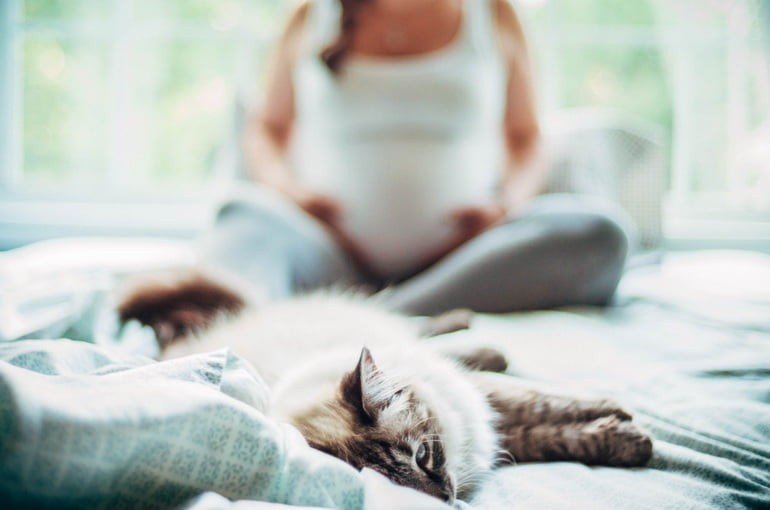Чувствуют ли кошки (коты) беременность хозяйки?