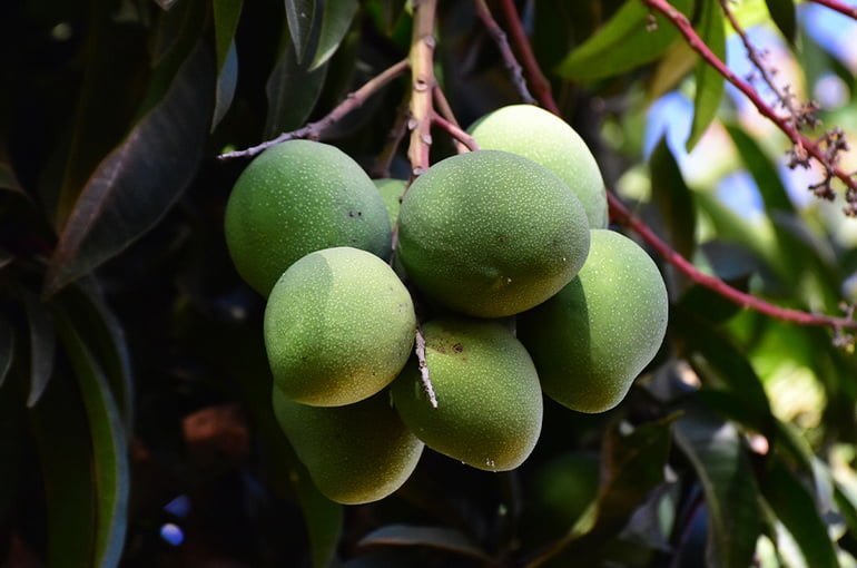 Что такое африканское манго и его экстракт? Похудение и многое другое