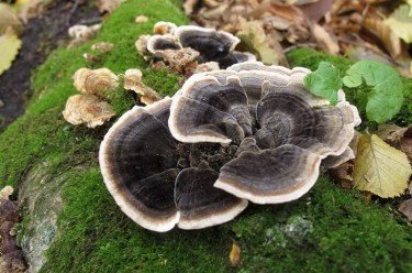 Траметес разноцветный (Trametes versicolor): лечебные свойства, применение