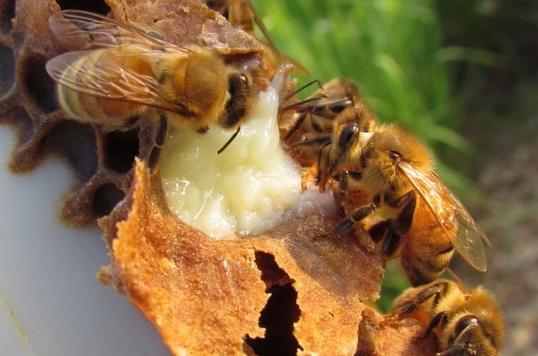 Пчелиное маточное молочко: польза и вред для здоровья