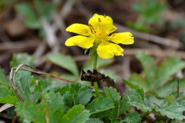 Лапчатка ползучая (Potentilla reptans): полезные свойства