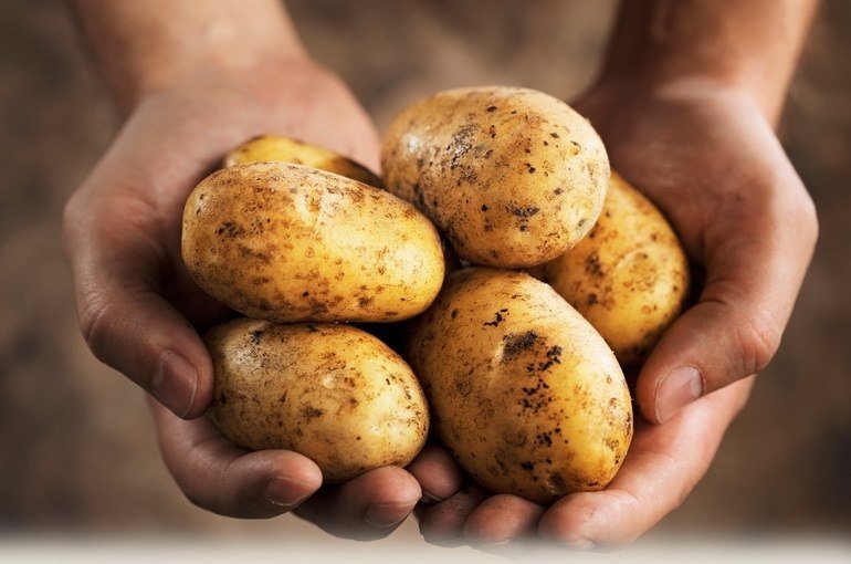 Польза картофеля: пищевая ценность и лечебные свойства